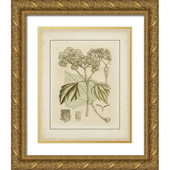 Curtis 15x18 Gold Ornate Wood Framed with Double Matting Museum Art Print Titled - Tinted Botanical IV