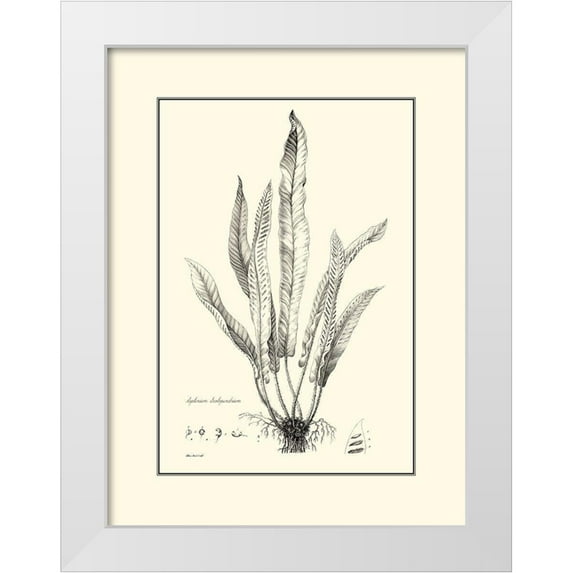 Curtis 15x18 White Modern Wood Framed Museum Art Print Titled - BW Fern IV