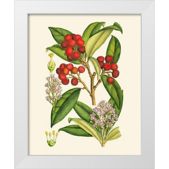 Curtis 15x18 White Modern Wood Framed Museum Art Print Titled - Crimson Berries I