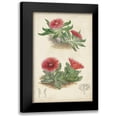 thumbnail image 1 of Curtis 17x24 Black Modern Framed Museum Art Print Titled - Antique Cactus V, 1 of 5