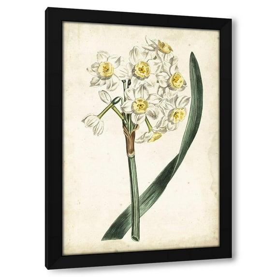Curtis 17x24 Black Modern Wood Framed Wall Art Titled - Curtis Narcissus IV
