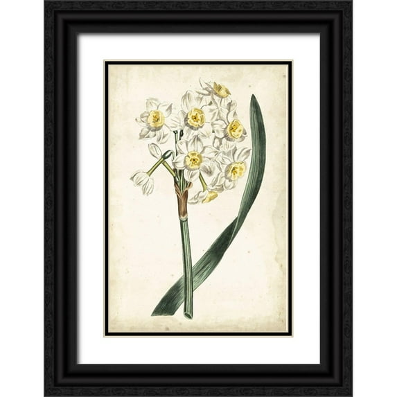 Curtis 17x24 Black Ornate Wood Framed with Double Matting Museum Art Print Titled - Curtis Narcissus IV