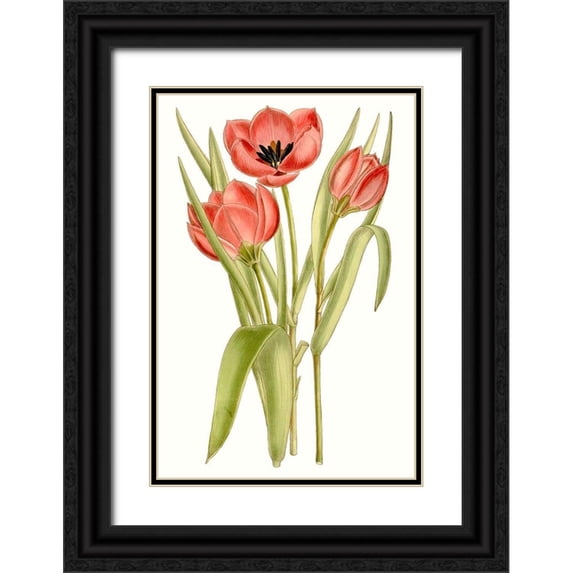 Curtis 17x24 Black Ornate Wood Framed with Double Matting Museum Art Print Titled - Curtis Tulips VII