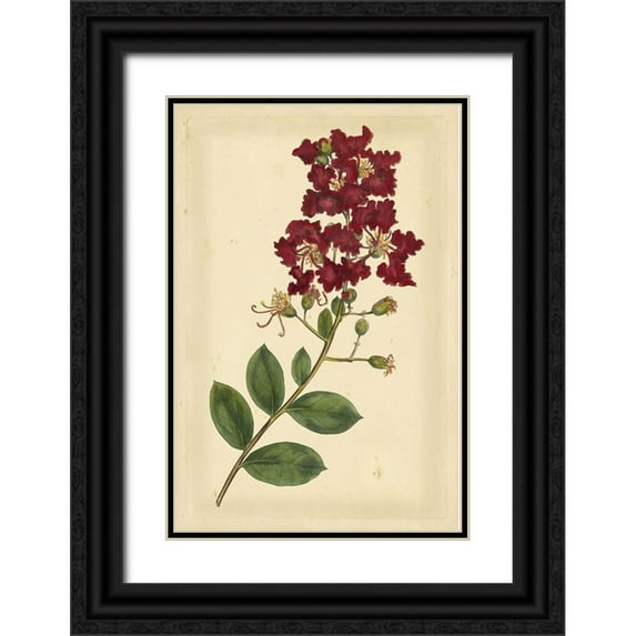 Curtis 17x24 Black Ornate Wood Framed with Double Matting Museum Art Print Titled - Floral Varieties II