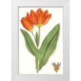 thumbnail image 1 of Curtis  17x24 White Modern Wood Framed Museum Art Print Titled - Curtis Tulips IX, 1 of 4