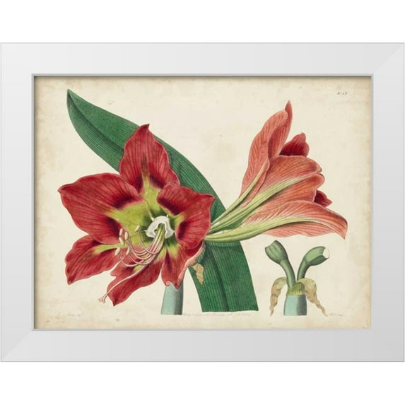 Curtis 18x15 White Modern Wood Framed Museum Art Print Titled - Amaryllis Splendor I