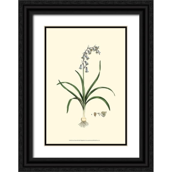 Curtis 18x24 Black Ornate Wood Framed with Double Matting Museum Art Print Titled - Curtis Garden III