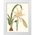 thumbnail image 1 of Curtis 19x24 White Modern Wood Framed Museum Art Print Titled - Antique Amaryllis I, 1 of 4