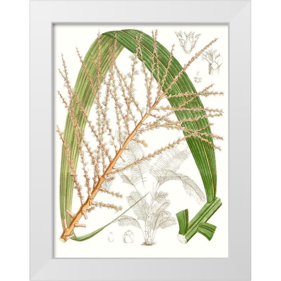 Curtis 19x24 White Modern Wood Framed Museum Art Print Titled - Palm Melange VII