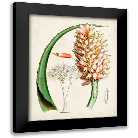 Curtis 20x24 Black Modern Framed Museum Art Print Titled - Delicate Tropicals III