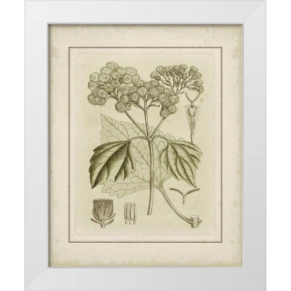 Curtis 20x24 White Modern Wood Framed Museum Art Print Titled - Small Tinted Botanical IV
