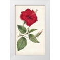 thumbnail image 1 of Curtis 21x32 White Modern Wood Framed Museum Art Print Titled - Curtis Garden Beauties III, 1 of 4