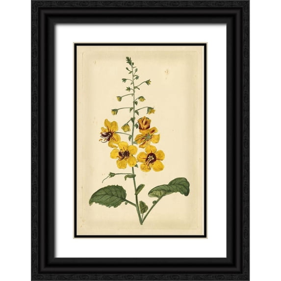 Curtis 23x32 Black Ornate Wood Framed with Double Matting Museum Art Print Titled - Floral Varieties I