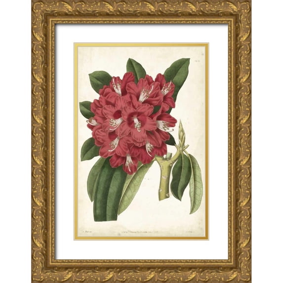 Curtis 23x32 Gold Ornate Wood Framed with Double Matting Museum Art Print Titled - Antique Rhododendron II