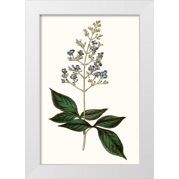Curtis 23x32 White Modern Wood Framed Museum Art Print Titled - Soft Blue Botanicals IV