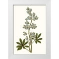 thumbnail image 1 of Curtis 23x32 White Modern Wood Framed Museum Art Print Titled - Soft Blue Botanicals VIII, 1 of 4