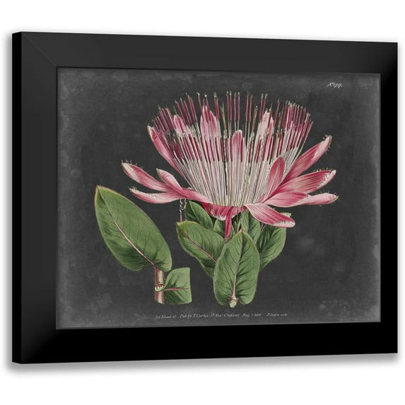 Curtis 24x20 Black Modern Framed Museum Art Print Titled - Dramatic Protea II