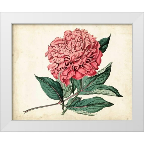 Curtis 24x20 White Modern Wood Framed Museum Art Print Titled - Peony Garden II