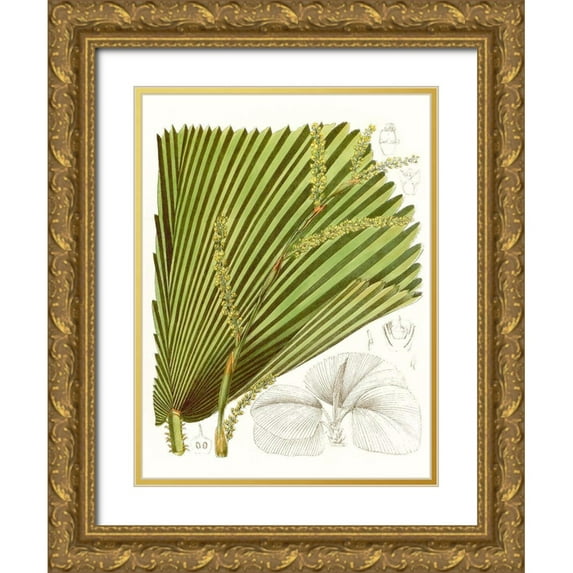 Curtis 25x32 Gold Ornate Wood Framed with Double Matting Museum Art Print Titled - Palm Melange I
