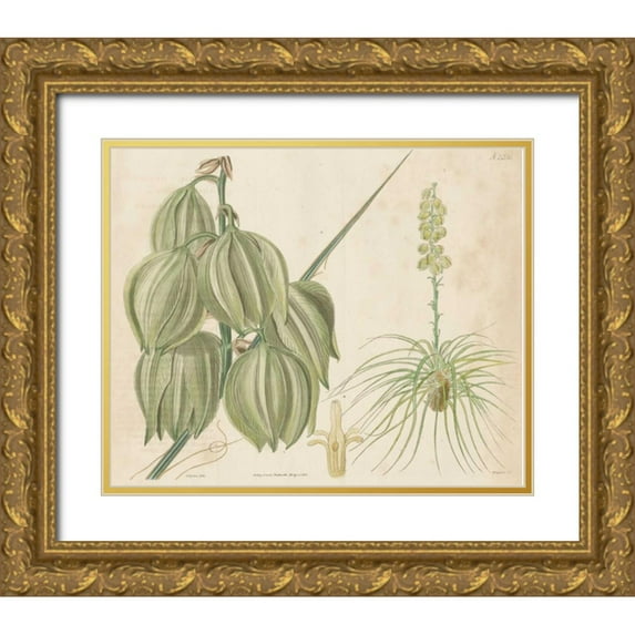 Curtis 31x26 Gold Ornate Wood Framed with Double Matting Museum Art Print Titled - Tropical Curtis Botanical I