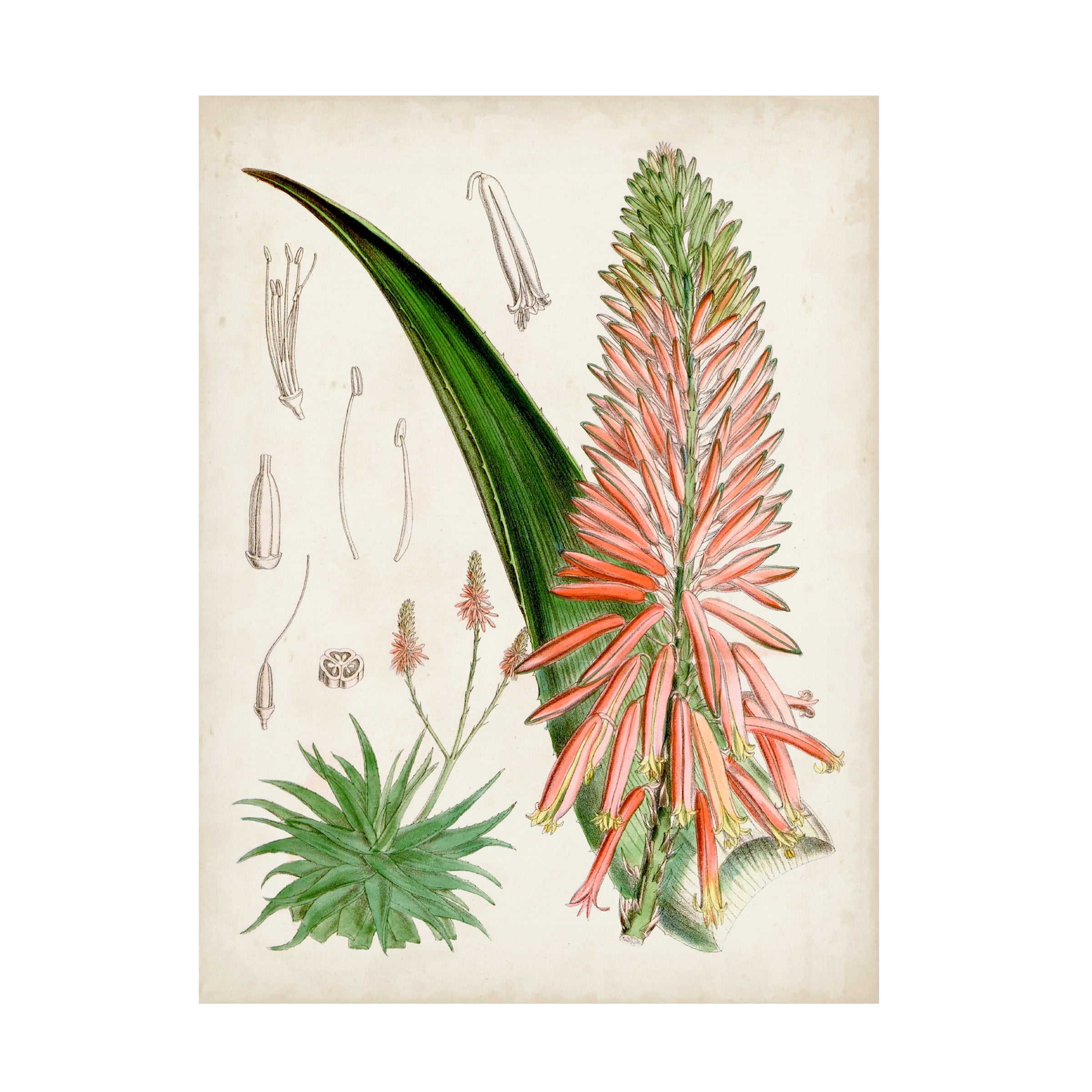 Curtis 'Delicate Tropicals I' Canvas Art