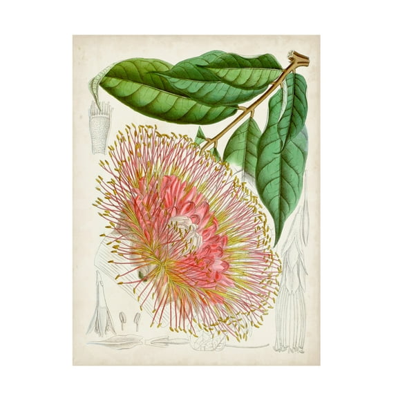 Curtis 'Delicate Tropicals IV' Canvas Art