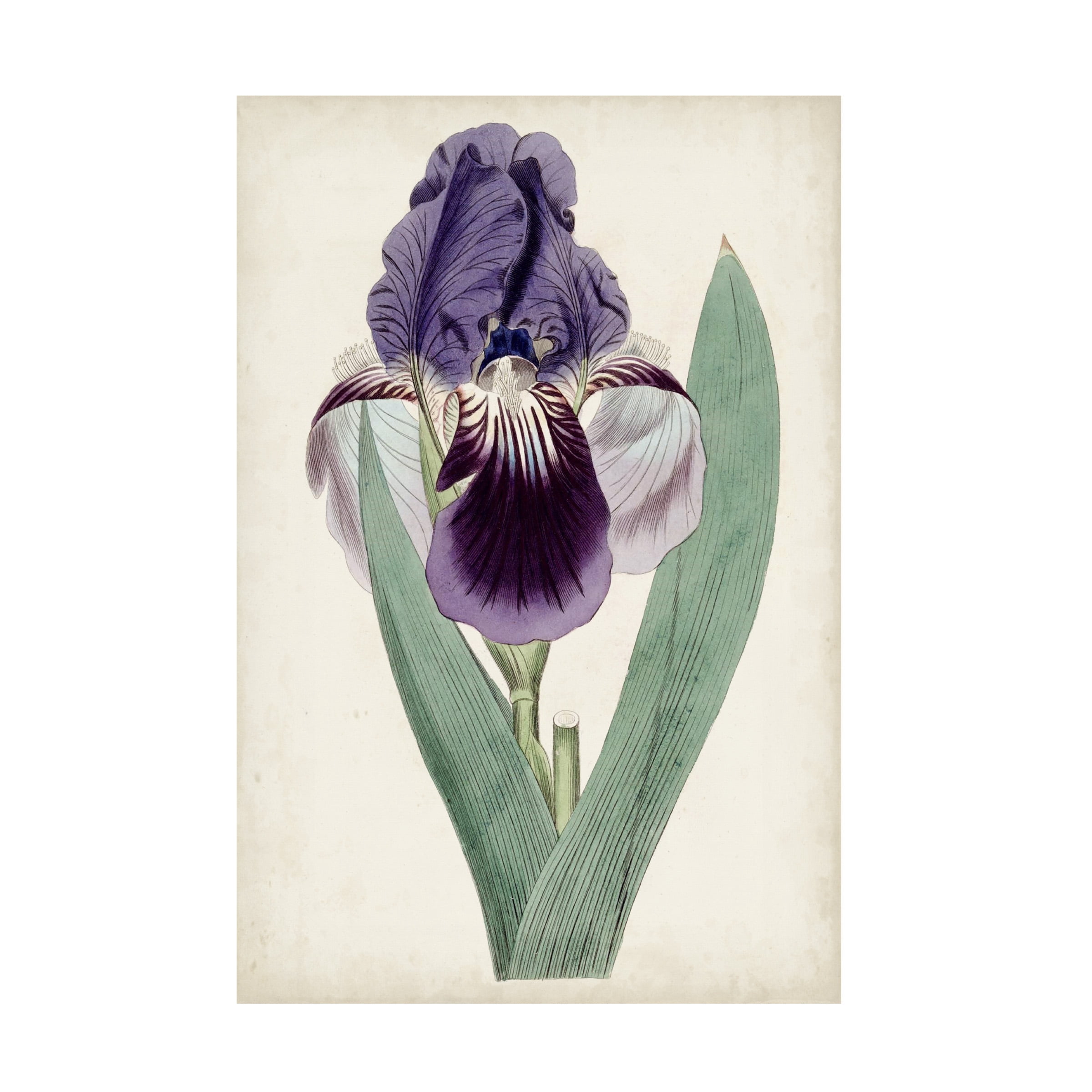 Curtis 'Garden Gems VI' Canvas Art