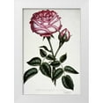 thumbnail image 1 of Curtis, Henry 11x14 White Modern Wood Framed Museum Art Print Titled - Hybrid, Perpetual, La Reine, 1 of 4