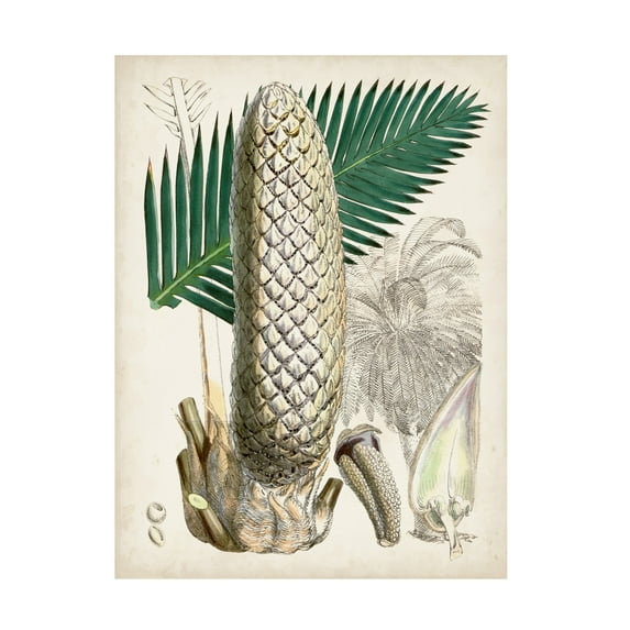 Curtis 'Sago Palms II' Canvas Art