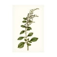 thumbnail image 1 of Curtis 'Soft Blue Botanicals I' Canvas Art, 1 of 4