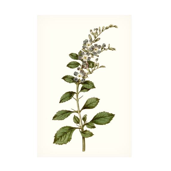 Curtis 'Soft Blue Botanicals I' Canvas Art