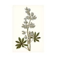 thumbnail image 1 of Curtis 'Soft Blue Botanicals VIII' Canvas Art, 1 of 4