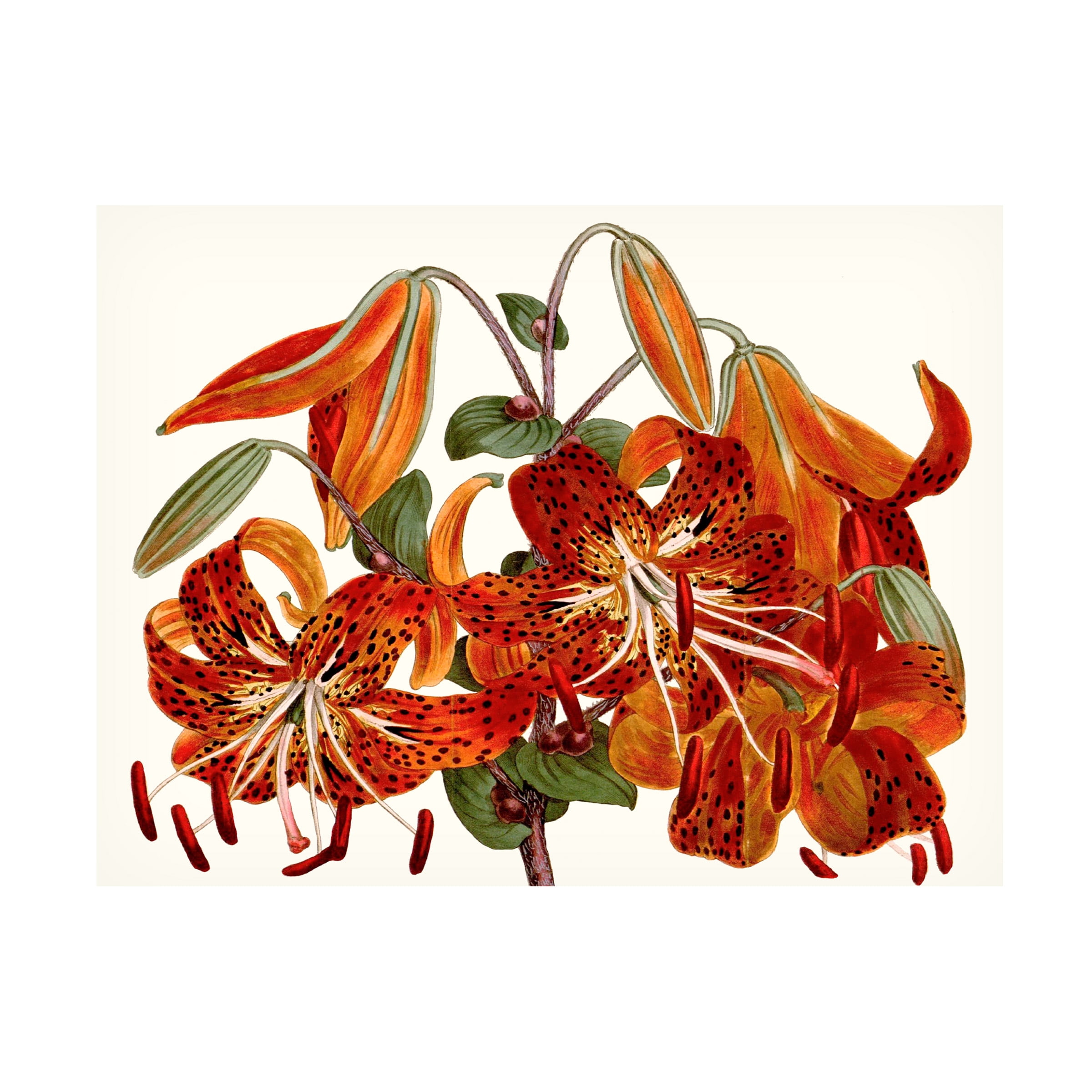 Curtis 'Striking Coral Botanicals II' Canvas Art