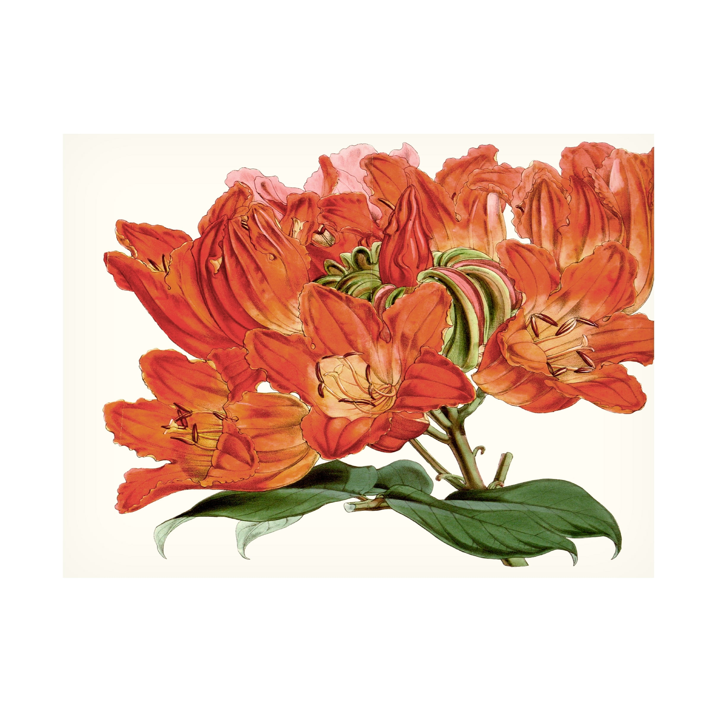 Curtis 'Striking Coral Botanicals III' Canvas Art