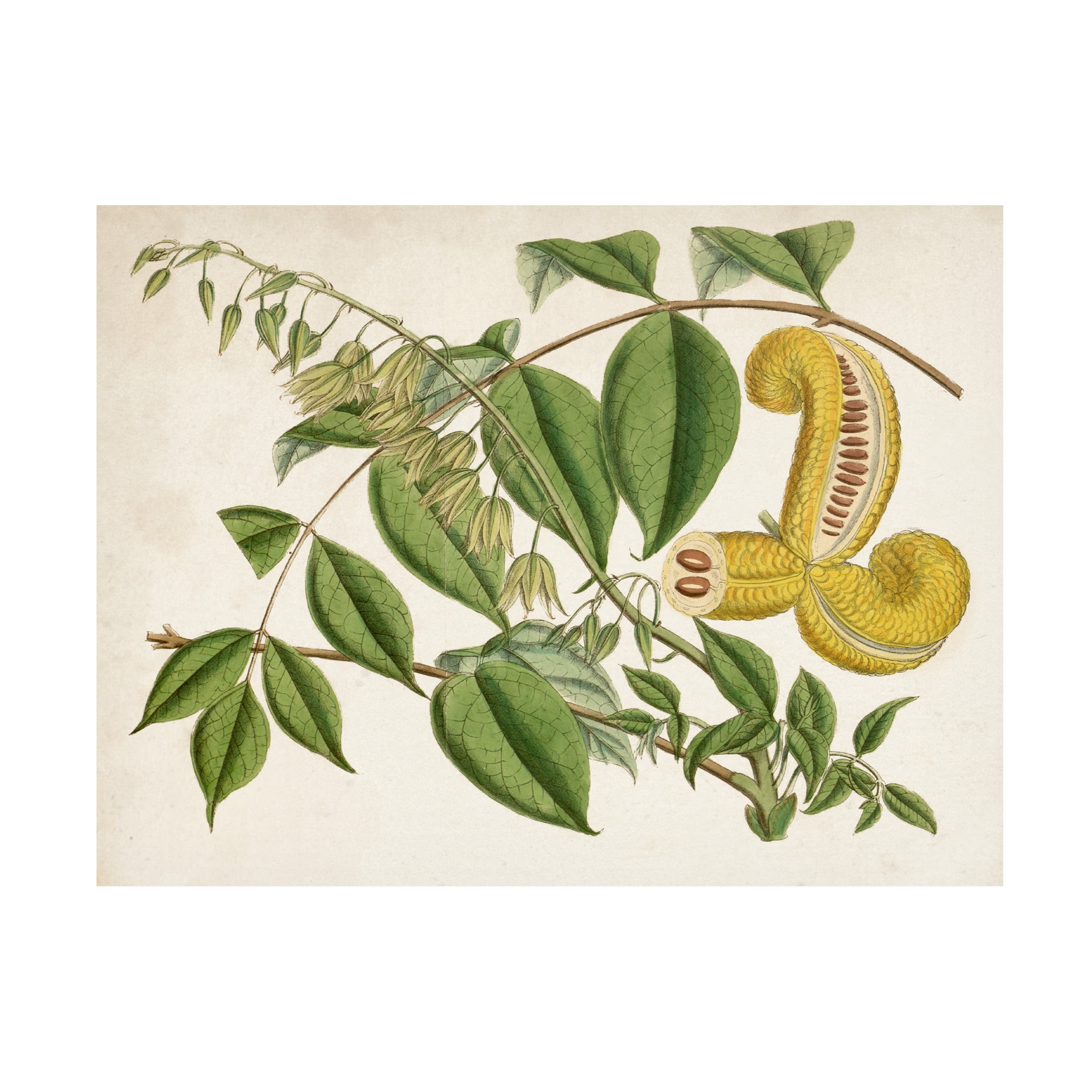 Curtis 'Tropical Foliage and Fruit I' Canvas Art