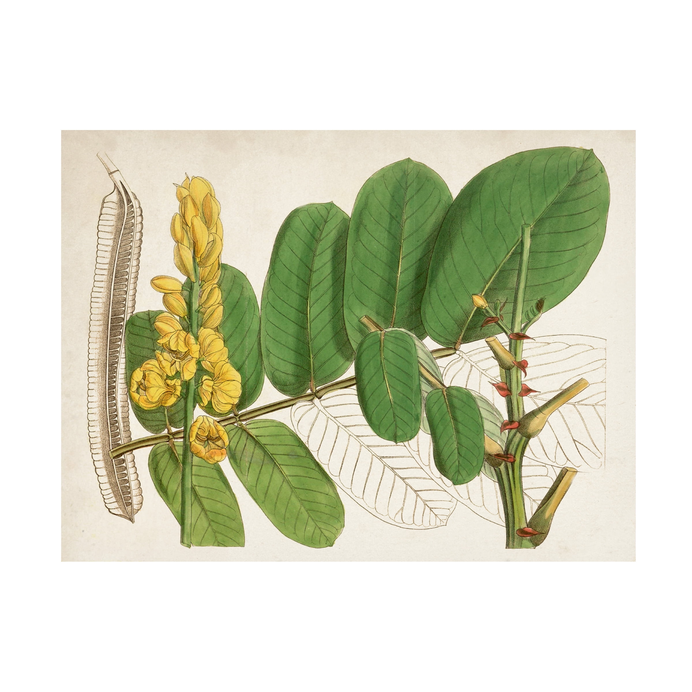 Curtis 'Tropical Foliage and Fruit II' Canvas Art