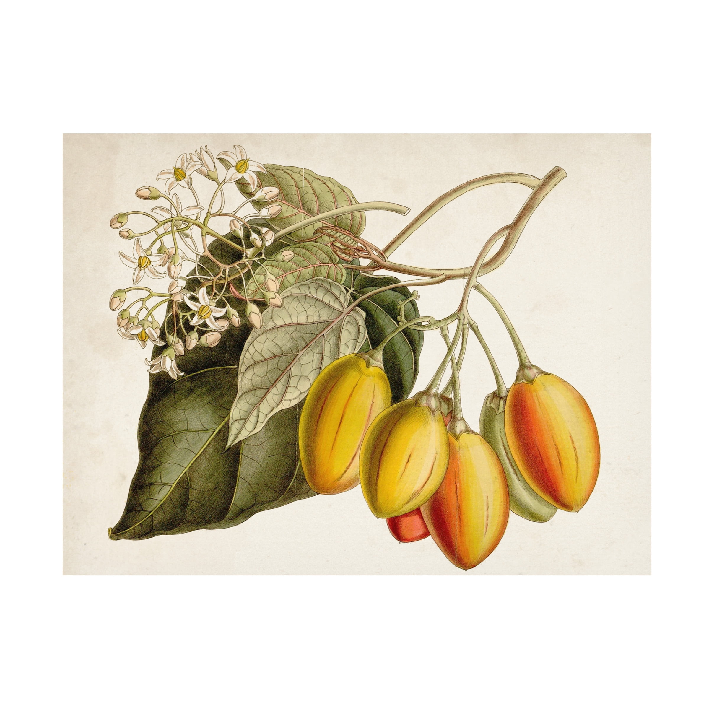 Curtis 'Tropical Foliage and Fruit IV' Canvas Art