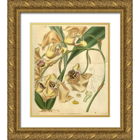 Curtis, William 12x14 Gold Ornate Wood Framed with Double Matting Museum Art Print Titled - Orchid, Coryanthes Maculata