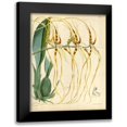 thumbnail image 1 of Curtis, William 15x18 Black Modern Framed Museum Art Print Titled - Orchid, Brassia Arcuigera, 1 of 5