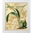 thumbnail image 1 of Curtis, William 20x24 White Modern Wood Framed Museum Art Print Titled - Orchid, Encyclia Candollei, 1 of 4