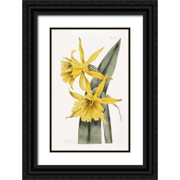 Curtis, William 22x32 Black Ornate Wood Framed with Double Matting Museum Art Print Titled - Narcissi