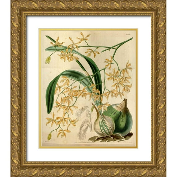Curtis, William 26x31 Gold Ornate Wood Framed with Double Matting Museum Art Print Titled - Orchid, Encyclia Candollei