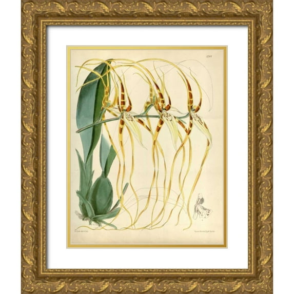 Curtis, William 26x32 Gold Ornate Wood Framed with Double Matting Museum Art Print Titled - Orchid, Brassia Arcuigera