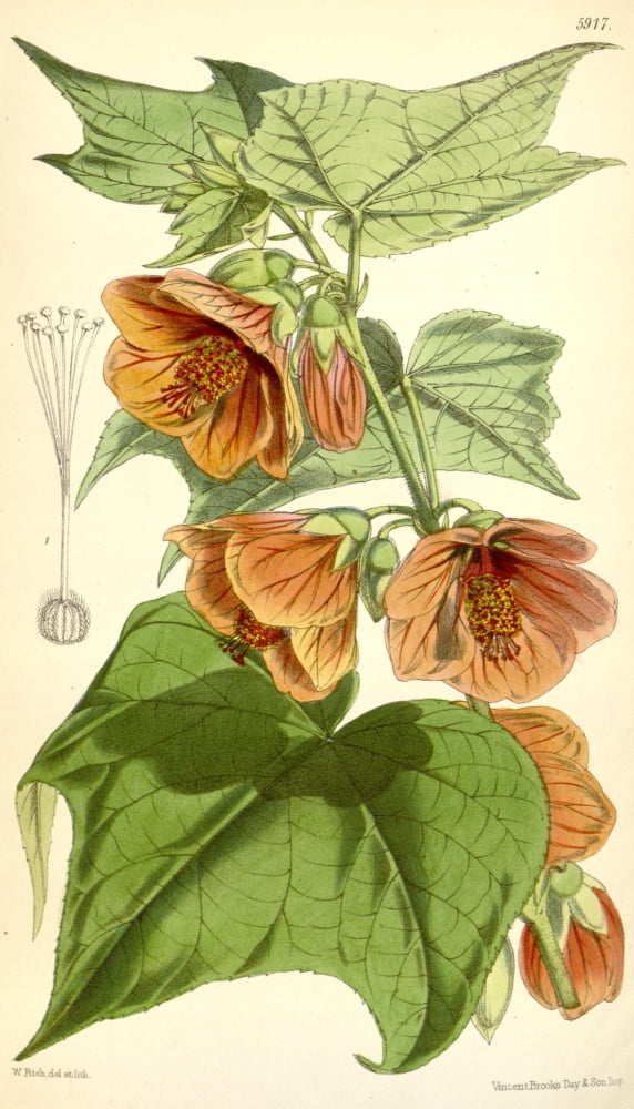 Curtiss Magazine 1849 Abutilon Canvas Art - W Fitch (24 x 36)