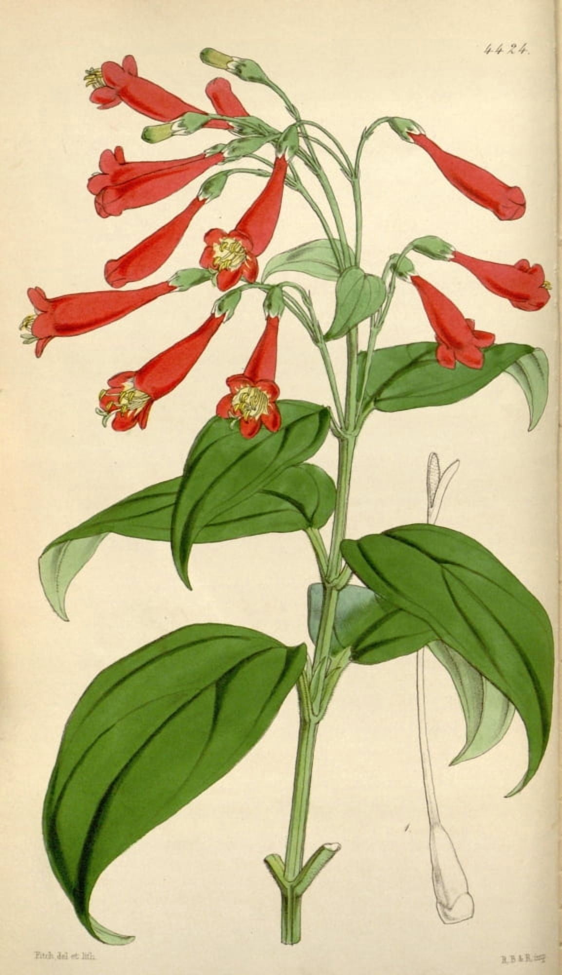 Curtiss Magazine 1849 Beautiful Lisianthus Canvas Art - W Fitch (24 x 36)
