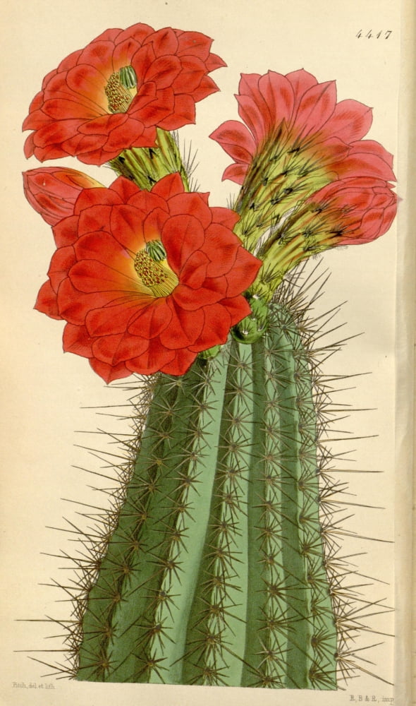 Curtiss Magazine 1849 Cactus Canvas Art - W Fitch (18 x 24)
