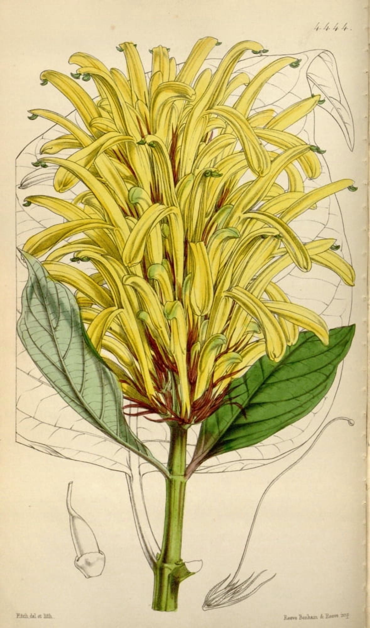 Curtiss Magazine 1849 Catalpa-leaved Cyrtanthera Canvas Art - W Fitch (18 x 24)
