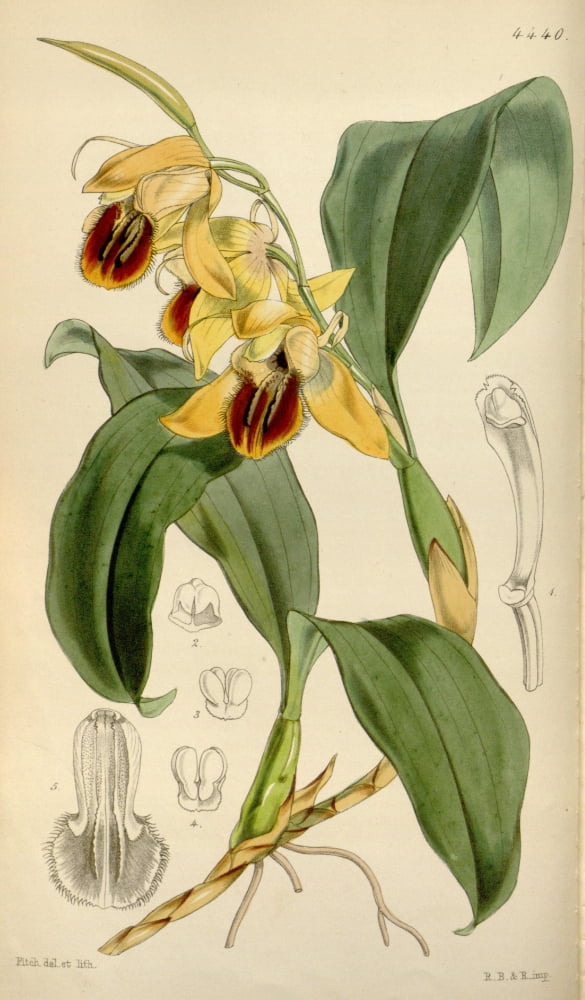 Curtiss Magazine 1849 Coelogyne Orchid Canvas Art - W Fitch (18 x 24)