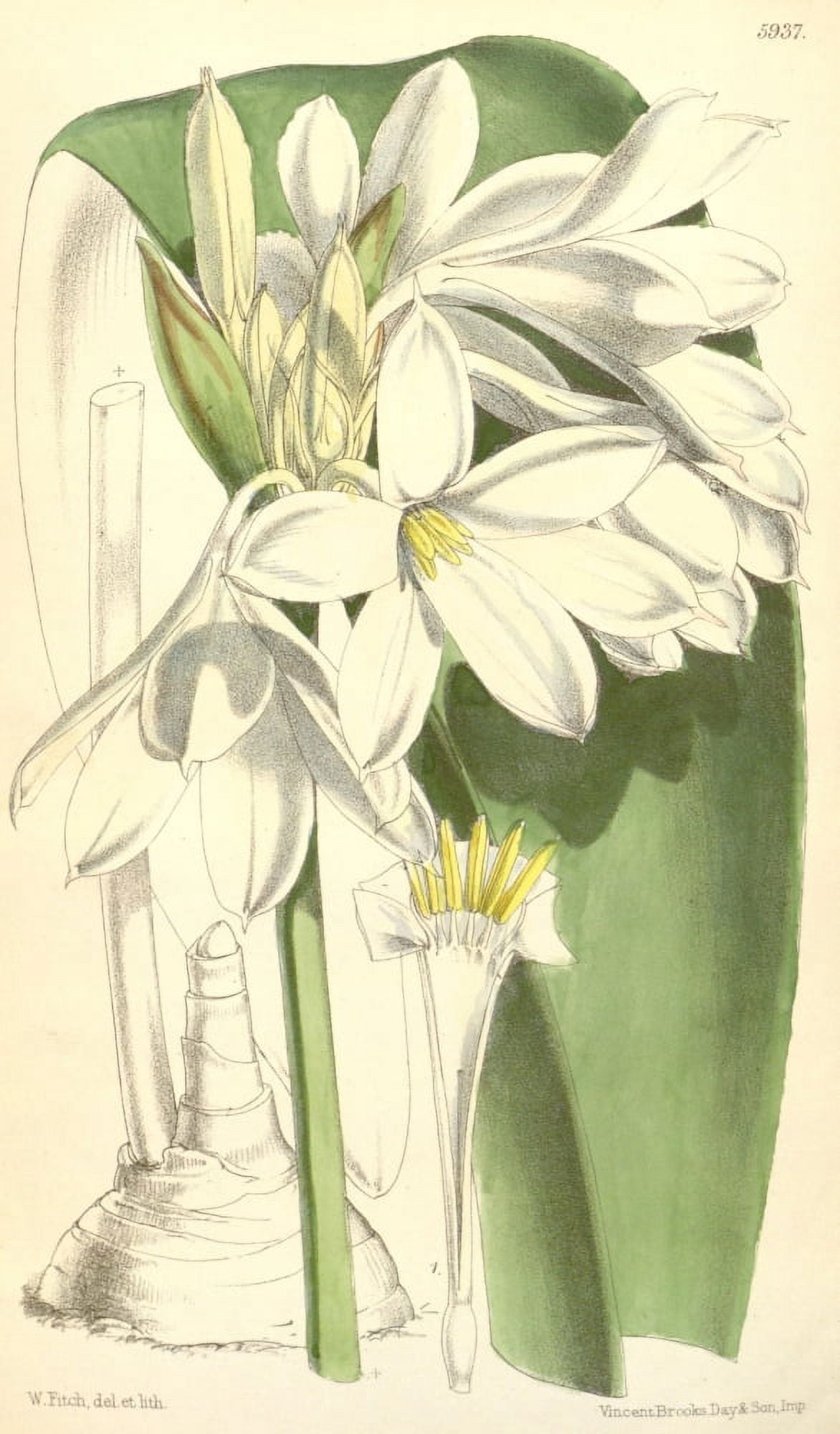 Curtiss Magazine 1849 Crinum brachynema Canvas Art - W Fitch (18 x 24)