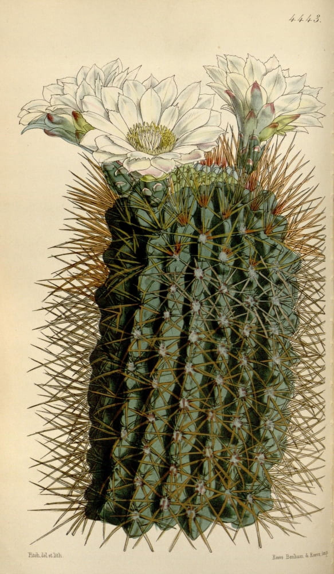 Curtiss Magazine 1849 Dingy Cereus Cactus Canvas Art - W Fitch (24 x 36)